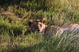 TANZANIA - Serengeti National Park - Leoni Lions - 11